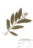 藏品(大錦蘭)的圖片